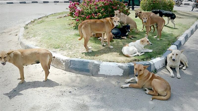 موقع الصفحة الأولى