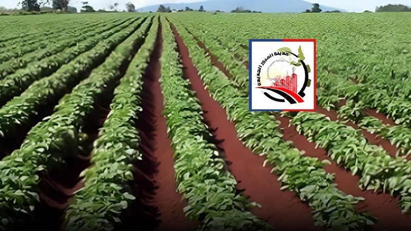 موقع الصفحة الأولى