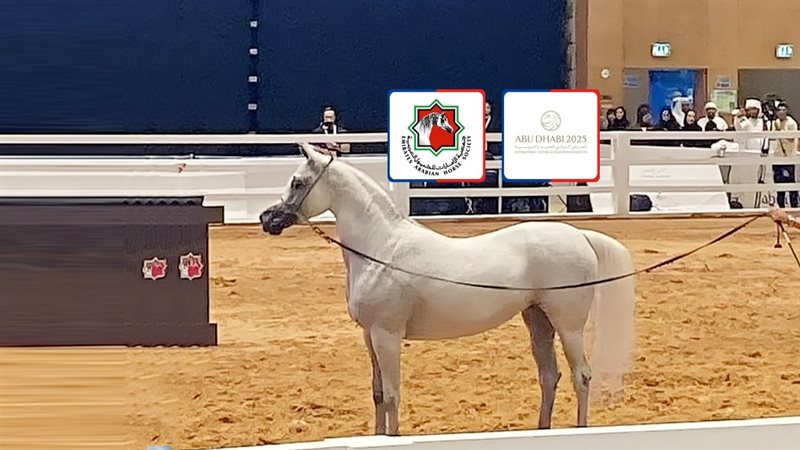 موقع الصفحة الأولى