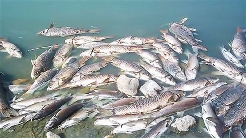 موقع الصفحة الأولى