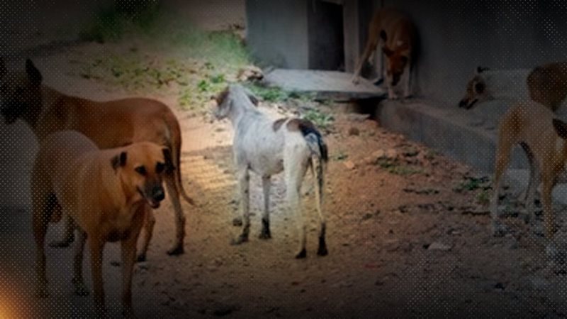 موقع الصفحة الأولى