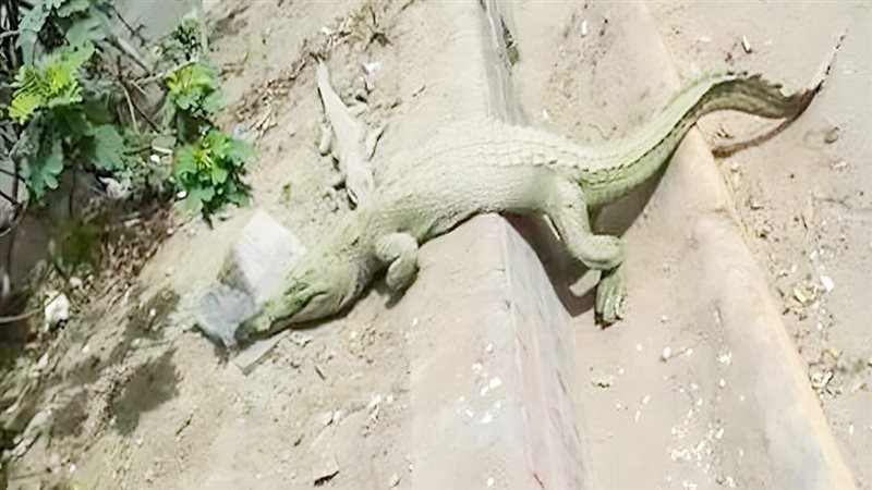 موقع الصفحة الأولى