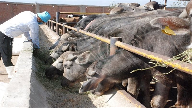 موقع الصفحة الأولى