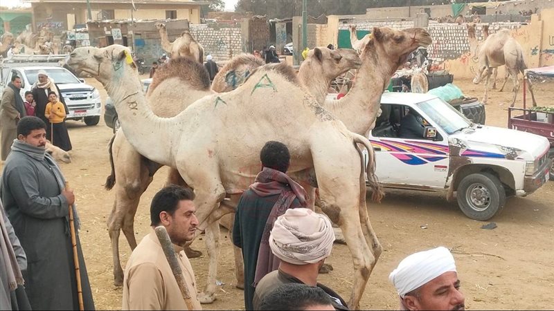 موقع الصفحة الأولى