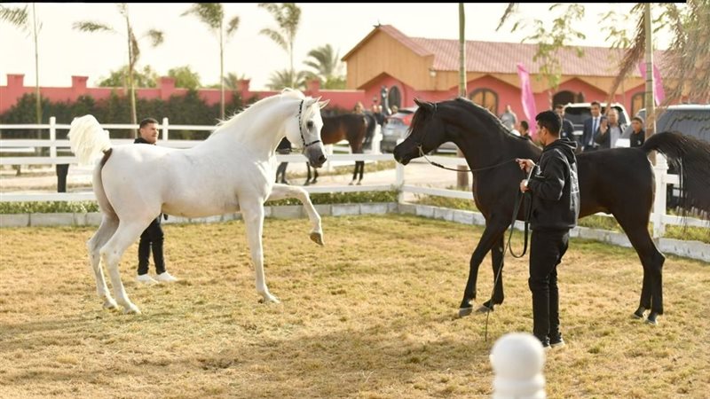 موقع الصفحة الأولى